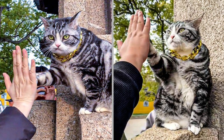 Ảnh vui 11-3: 'Chung cư điện lực' của chim thợ dệt - Ảnh 9.