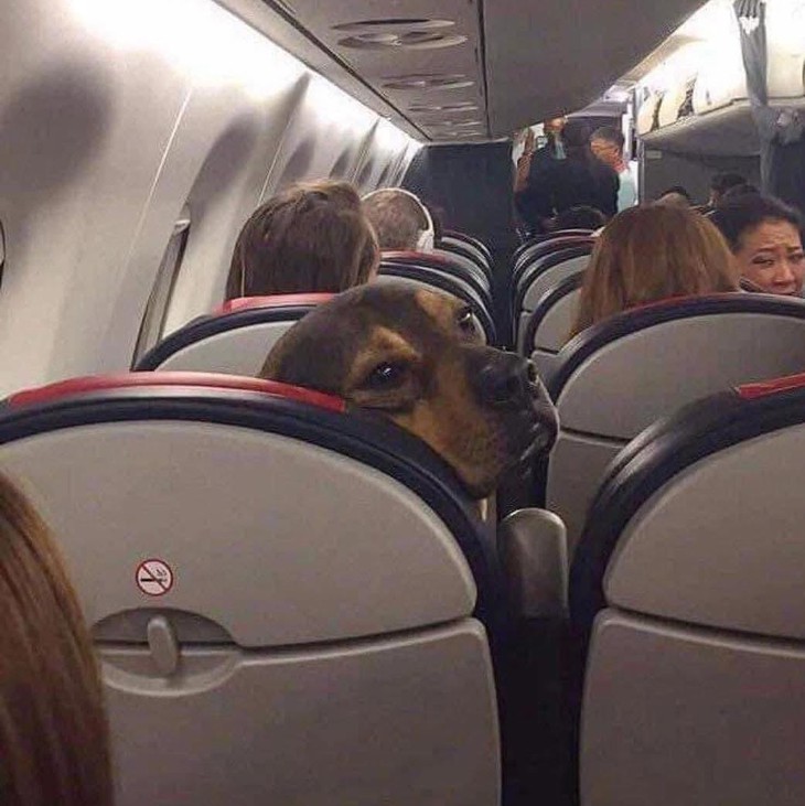 Ảnh vui 24-3: 'Theo tình tình chạy, trốn tình tình theo' đây mà! - Ảnh 5.