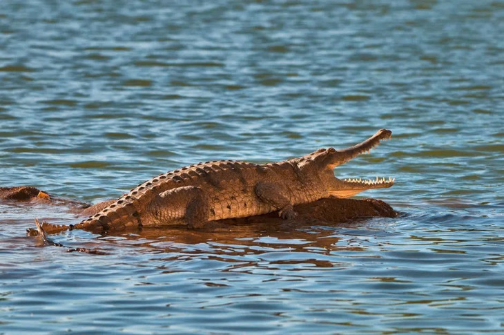 Môn chèo thuyền tại Olympic 2032 sẽ diễn ra trên sông có cá sấu - Ảnh 1.