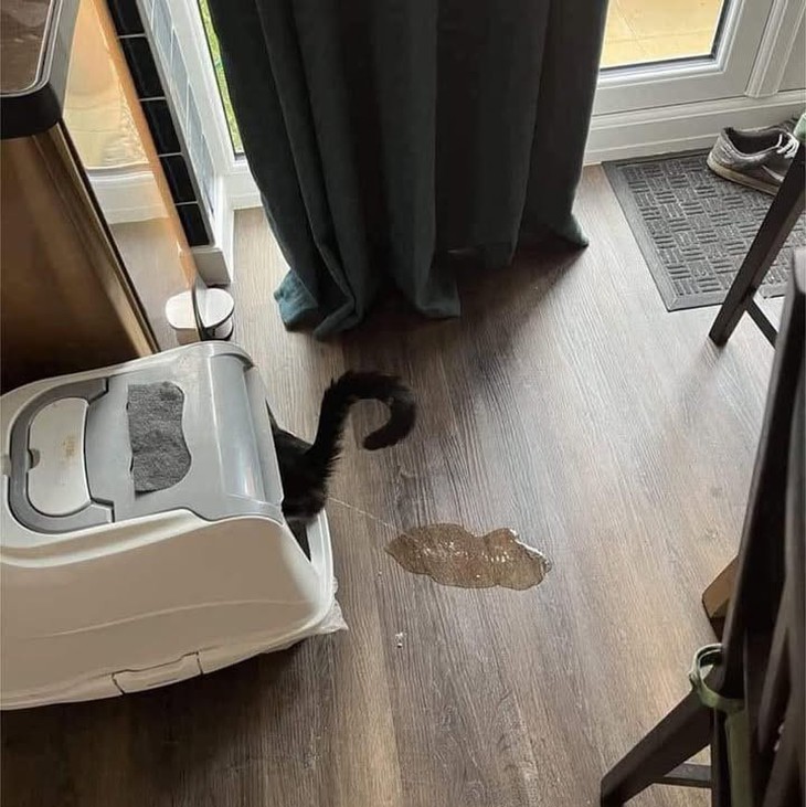 thần đồng - Ảnh 4.