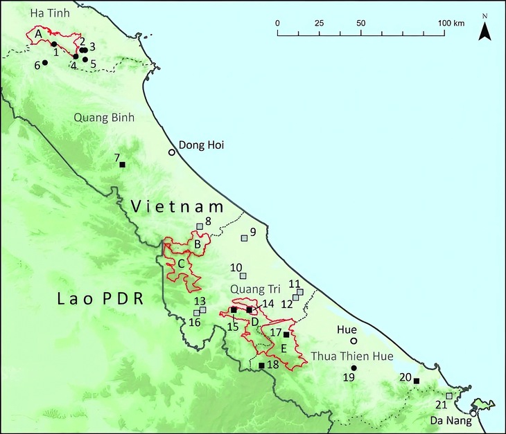  gà lôi  - Ảnh 3.