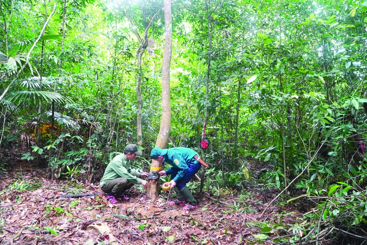  gà lôi  - Ảnh 2.