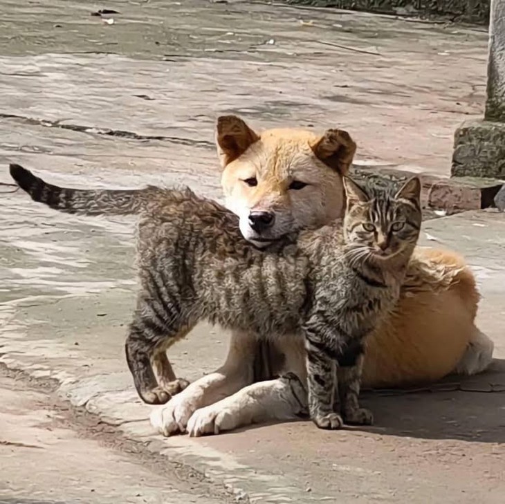 ảnh vui - Ảnh 3.