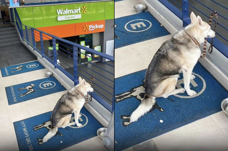 bãi đậu chó - Ảnh 1.