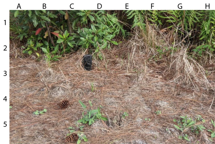 Thử tài tinh mắt - Ảnh 3.