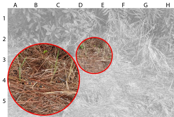 Thử tài tinh mắt - Ảnh 4.