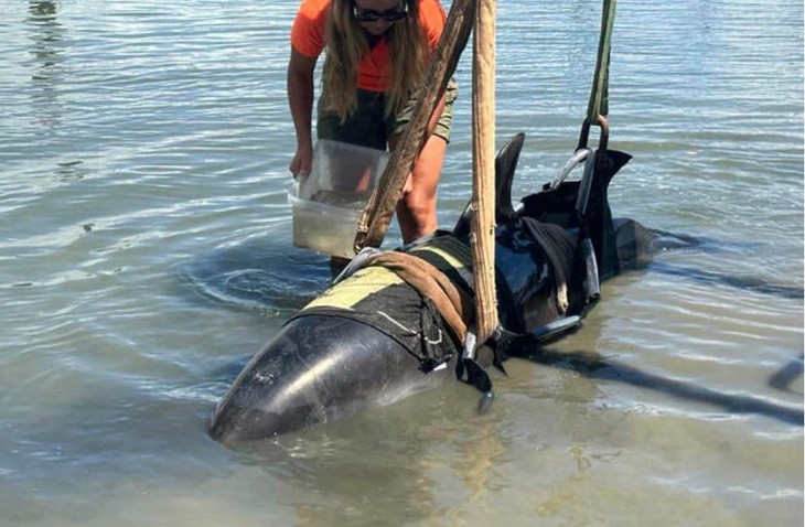 Màn giải cứu kịch tính chú cá heo 400kg lao lên thuyền cần thủ - Ảnh 1.