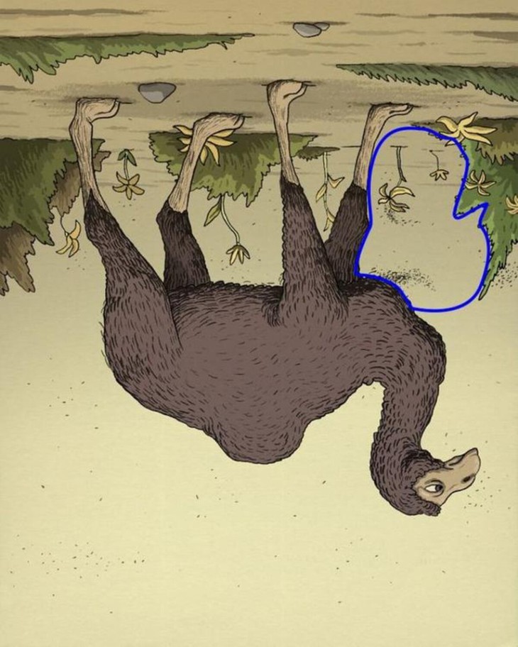 lạc đà - Ảnh 2.