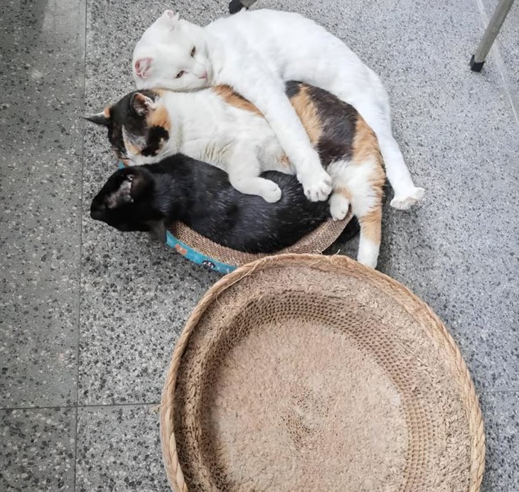 nhân viên - Ảnh 3.