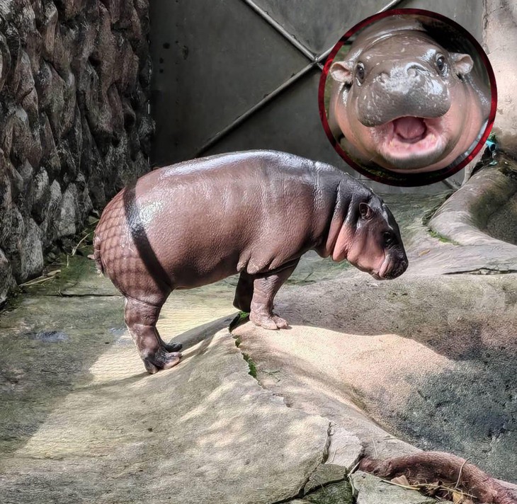 tên trộm - Ảnh 7.