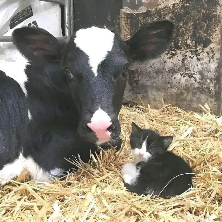 tên trộm - Ảnh 3.