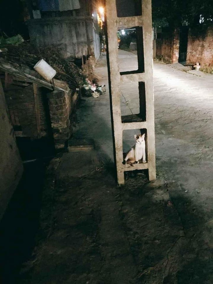 chính chủ - Ảnh 5.