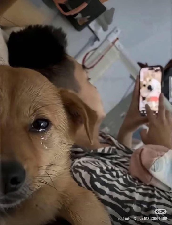 chính chủ - Ảnh 6.