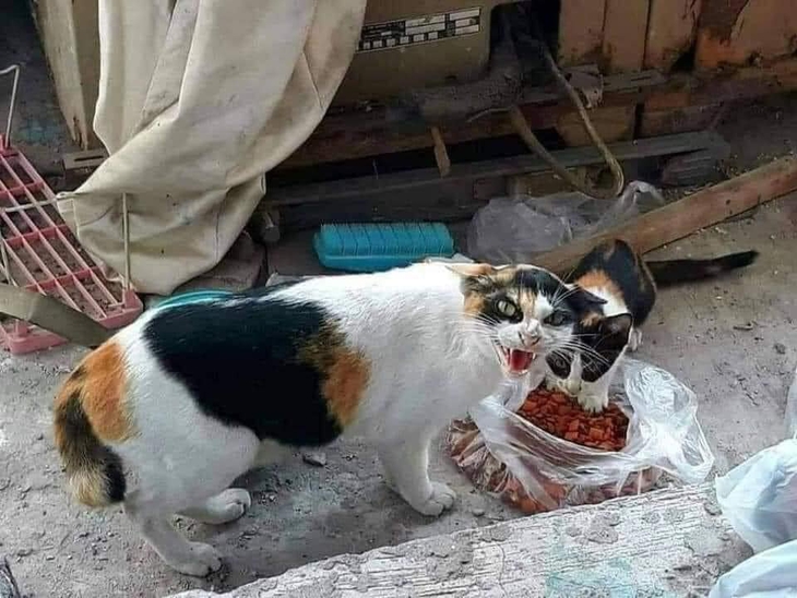 chính chủ - Ảnh 3.