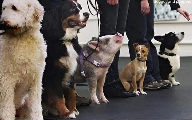 'Sữa cỏ' là gì? - Ảnh 5.