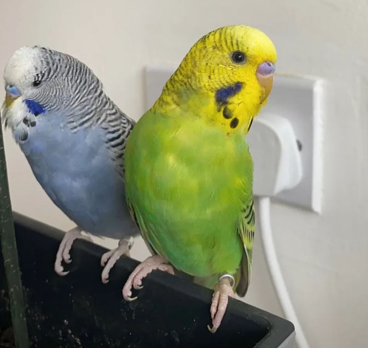 Phát hiện bạn trai ngoại tình khi con vẹt nói 'baby' - Ảnh 1.