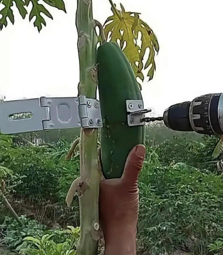 bỏ phố về quê - Ảnh 2.