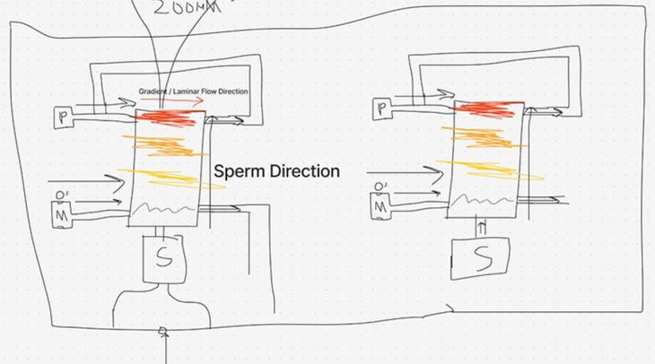 tinh trùng - Ảnh 2.