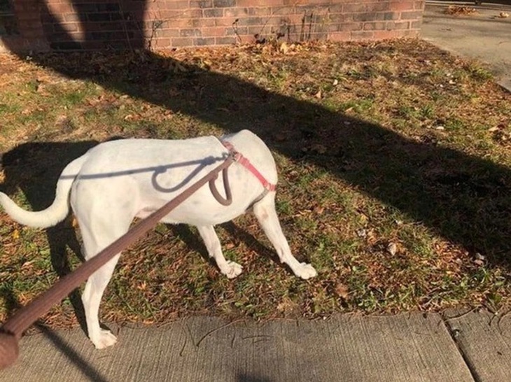 đánh lừa thị giác - Ảnh 5.