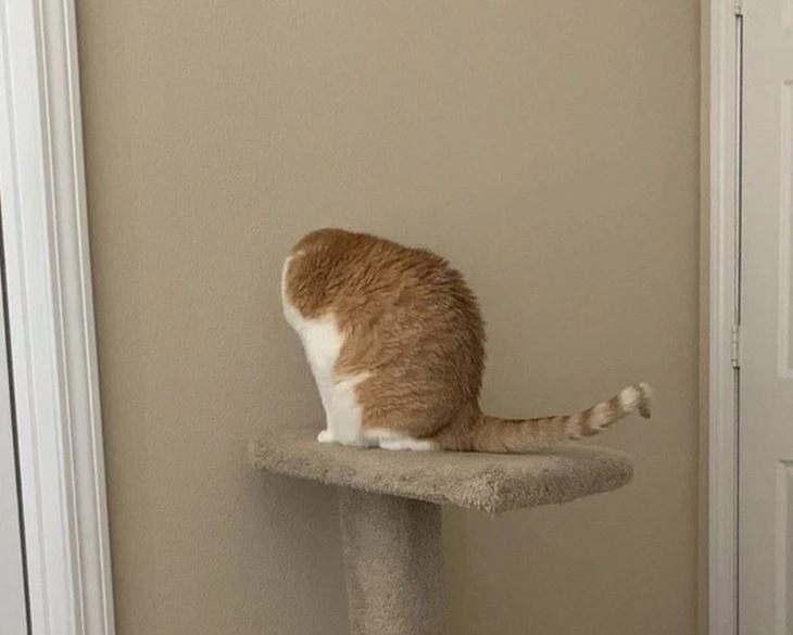 đánh lừa thị giác - Ảnh 4.