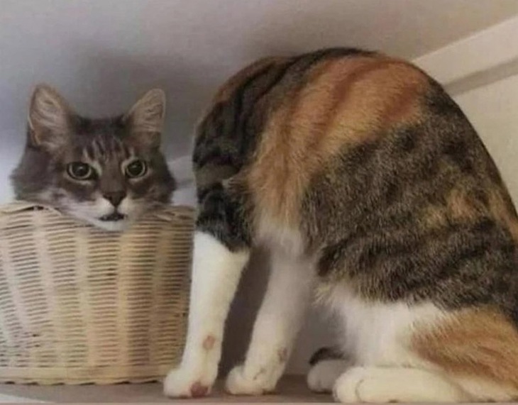 đánh lừa thị giác - Ảnh 3.