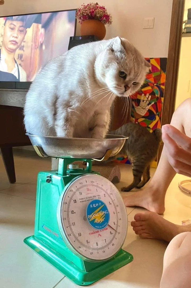 Tôn Ngộ Không - Ảnh 5.