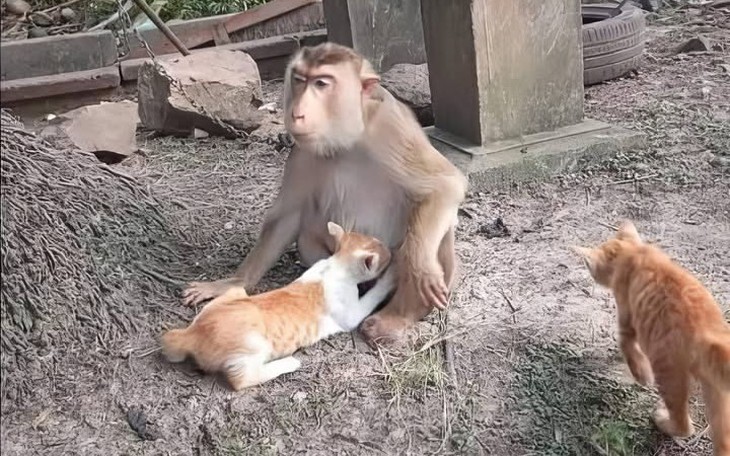 'Thắng cố Việt Nam' lọt top các món hầm ngon nhất Đông Nam Á - Ảnh 3.