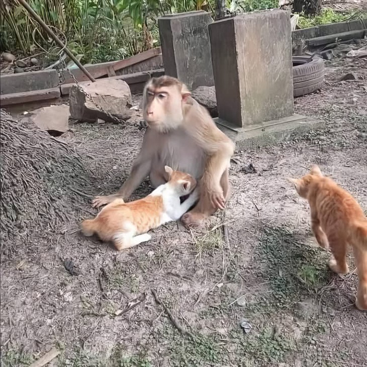 Tôn Ngộ Không - Ảnh 1.