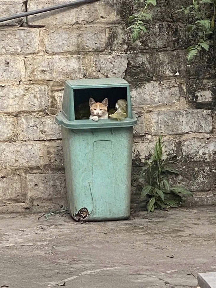 săn sale - Ảnh 3.