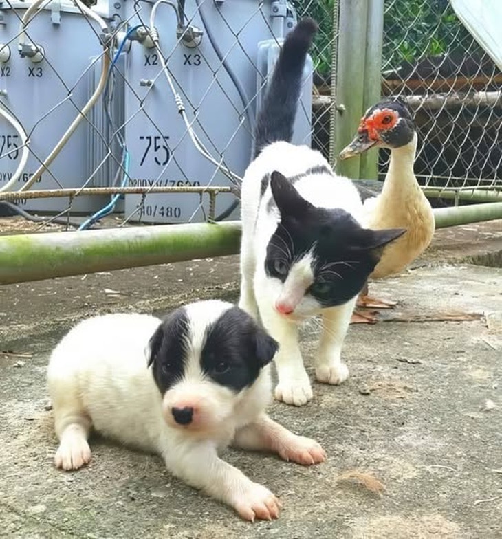 đi đi em - Ảnh 5.