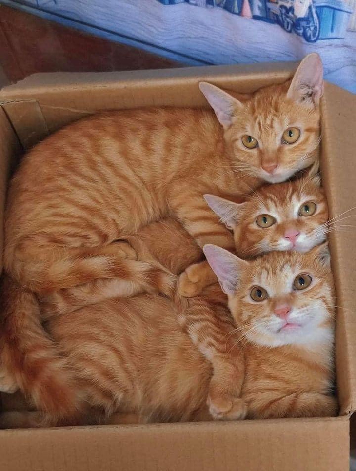 yêu nước - Ảnh 5.