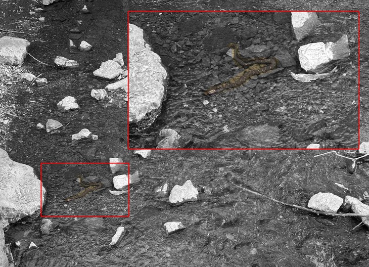 tinh mắt - Ảnh 2.