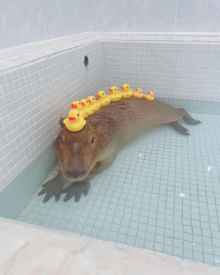 lòng heo - Ảnh 6.