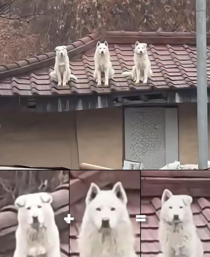 lòng heo - Ảnh 4.