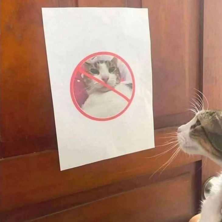 Tiến Luật - Ảnh 2.