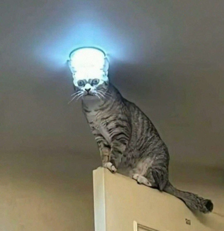 Tiến Luật - Ảnh 3.