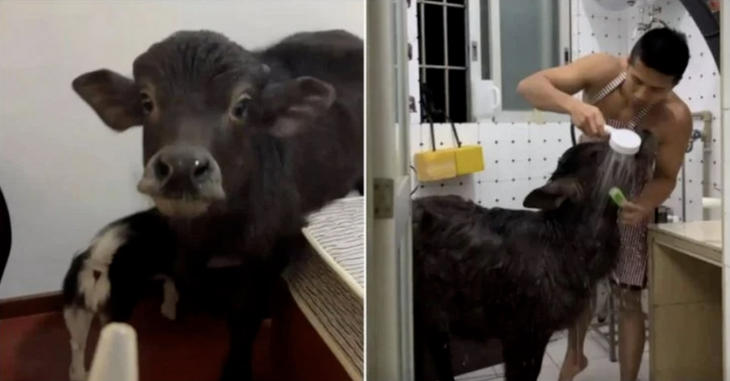 thú cưng - Ảnh 1.