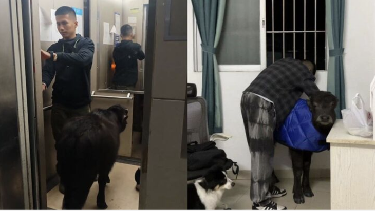 Nuôi nghé trong căn hộ, gọi thú cưng là 'Vua Quỷ Khổng Lồ' - Ảnh 2.