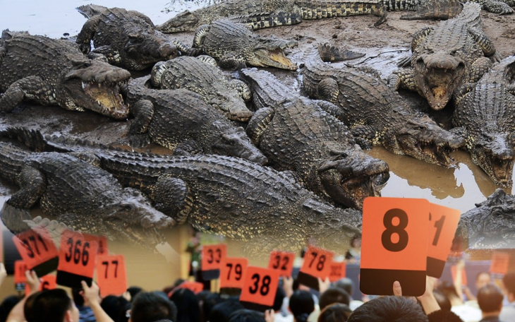 Bị bắt vì ăn trộm gà của bạn gái cũ - Ảnh 4.