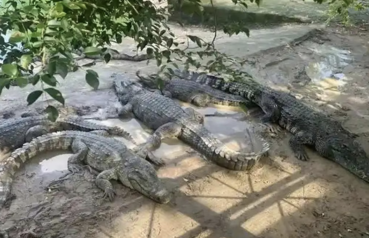 Đấu giá 100 tấn cá sấu sống, không freeship, lại chẳng giao hàng - Ảnh 2.