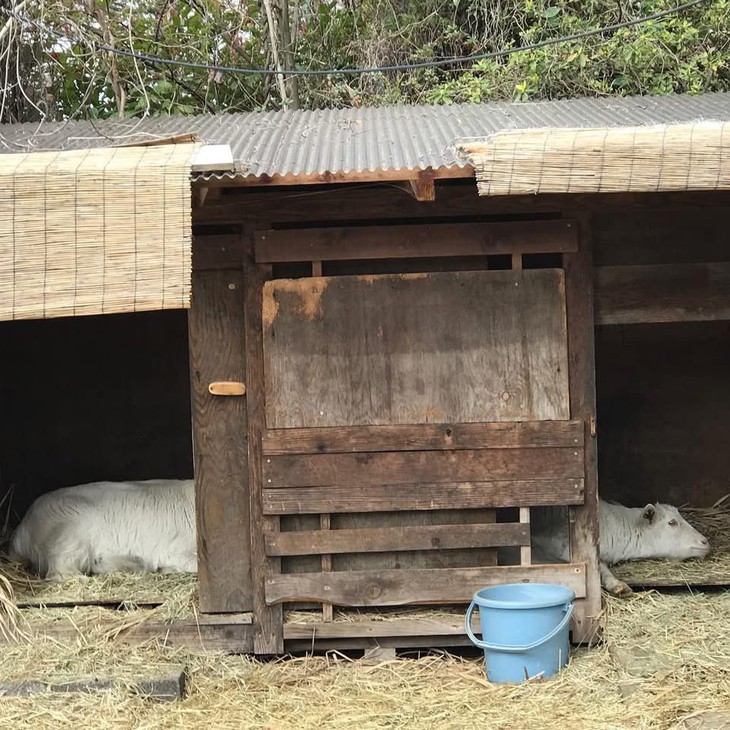 hải sản - Ảnh 4.