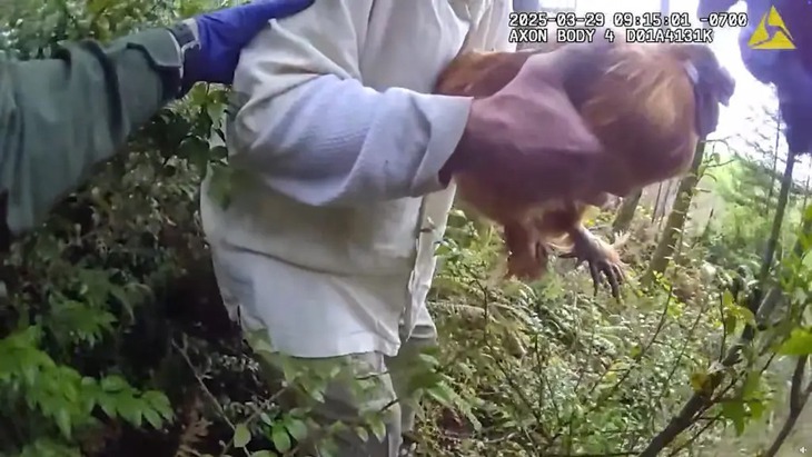 Bị bắt vì ăn trộm gà của bạn gái cũ - Ảnh 2.