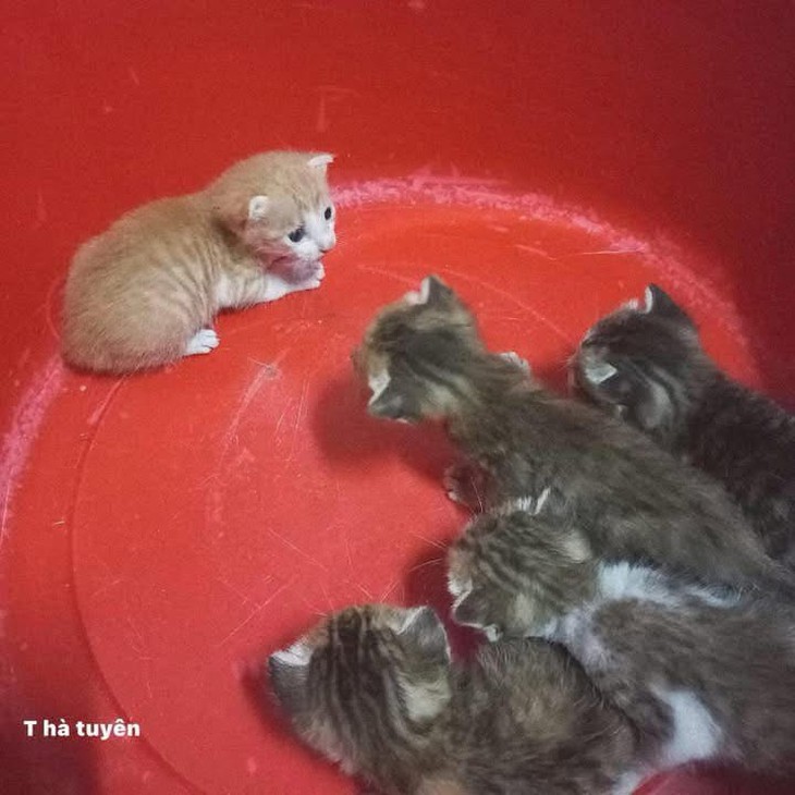 sống ảo - Ảnh 6.