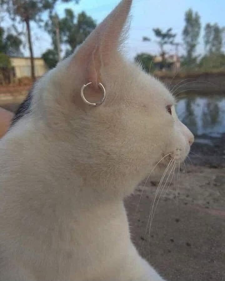 sống ảo - Ảnh 7.