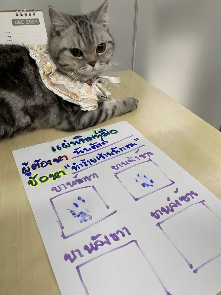 chú mèo - Ảnh 3.