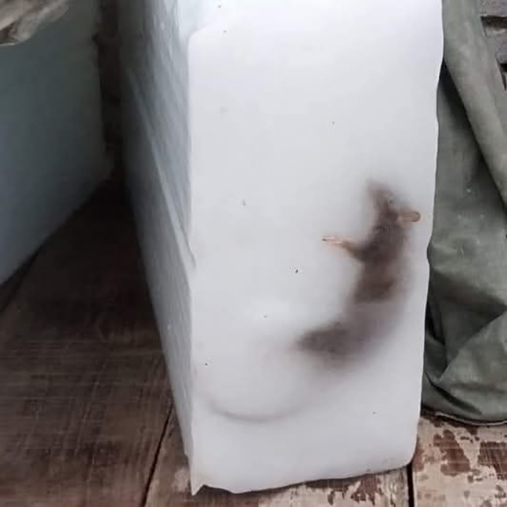 đứng hình - Ảnh 5.