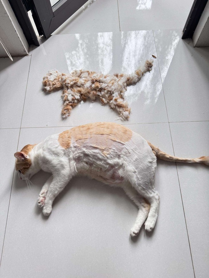 ảnh vui - Ảnh 5.