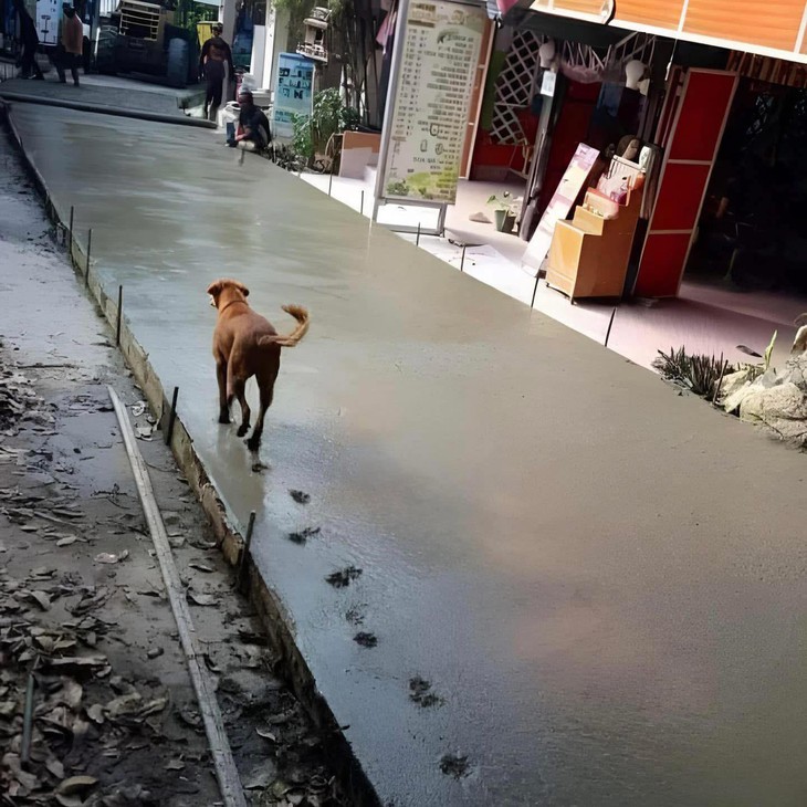 ảnh vui - Ảnh 3.