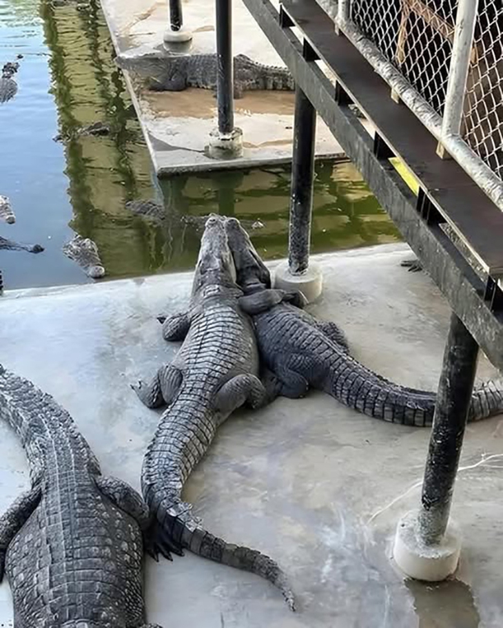 ảnh vui - Ảnh 4.