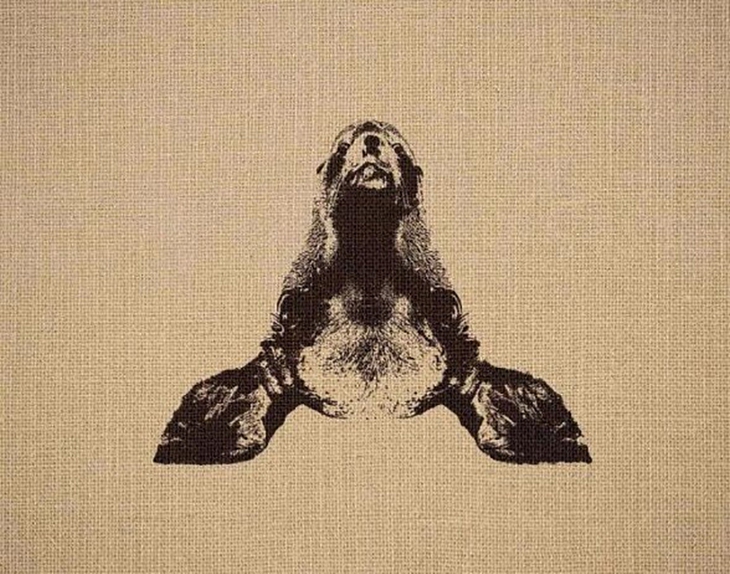 hải cẩu - Ảnh 2.